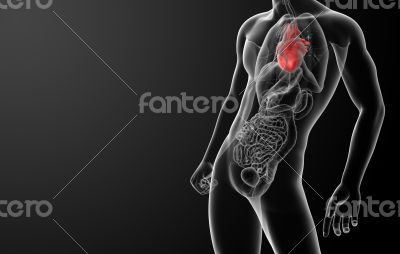 3d render human heart anatomy