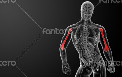 3d rendered humerus bone - back view