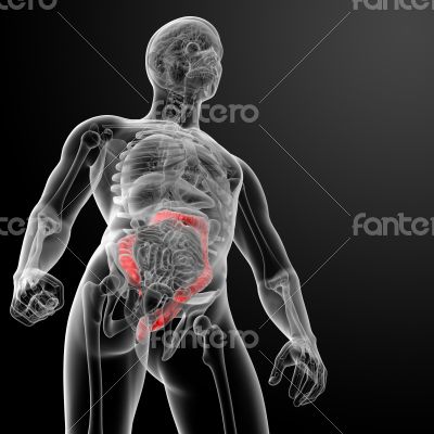 large intestine