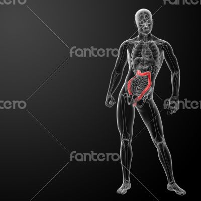 large intestine