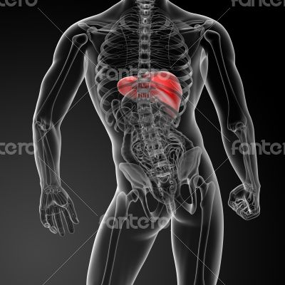 3d rendered illustration of the liver 