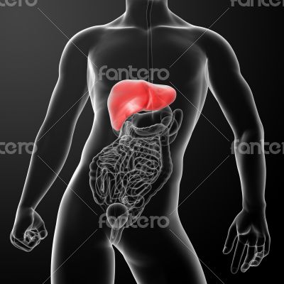 3d rendered illustration of the liver 