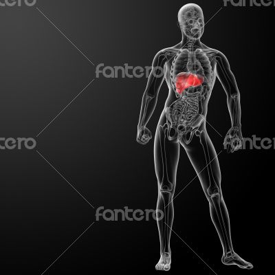 3d rendered illustration of the liver