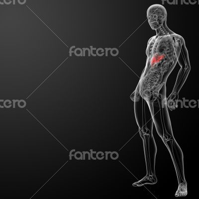 3d rendered illustration of the liver 