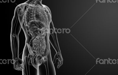 3d render human anatomy