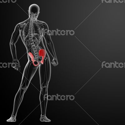 3d render pelvis under the X-rays