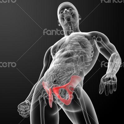 3d render pelvis under the X-rays 