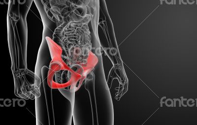 3d render pelvis under the X-rays 