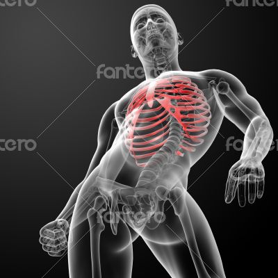 3d render illustration of the rib cage 