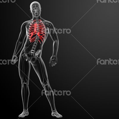 3d render illustration of the rib cage