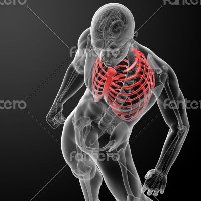 3d render illustration of the rib cage - top view