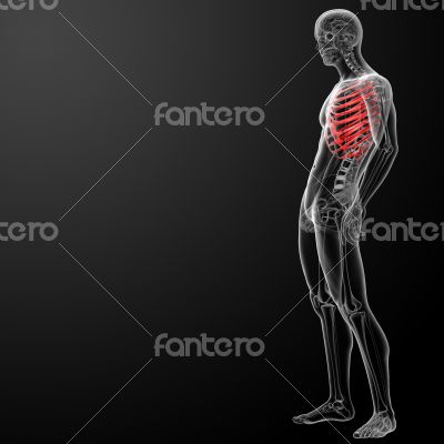 3d render illustration of the rib cage - side view