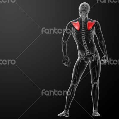 3d render illustration scapula bone - back view