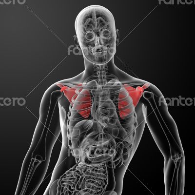 3d render illustration scapula bone - front view