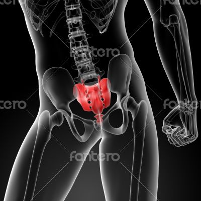 3d render illustration sacrum bone 