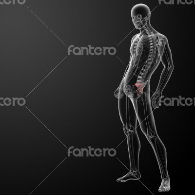 3d render illustration sacrum bone - side view