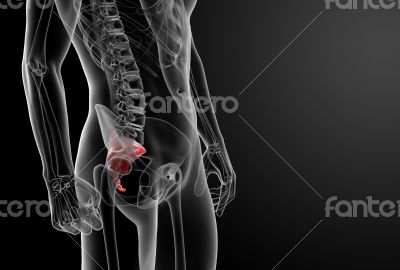 3d render illustration sacrum bone - close-up