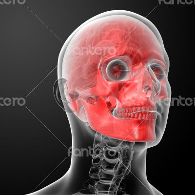 3d render human skull anatomy