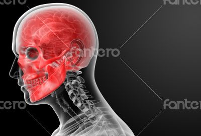 3d render human skull anatomy - side view