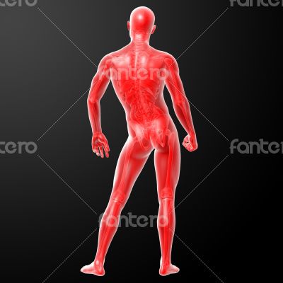 3d render human anatomy