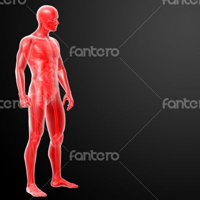 3d render human anatomy - side View