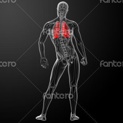 3d rendered illustration of  lung - back view