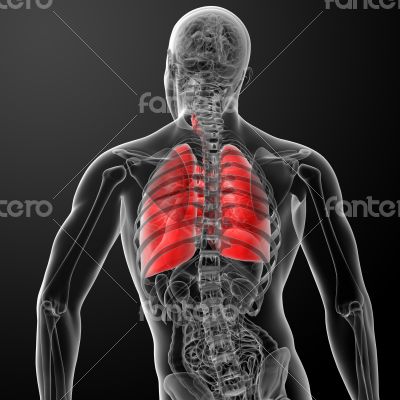 3d rendered illustration of  lung