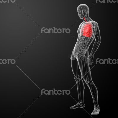 3d rendered illustration of  lung