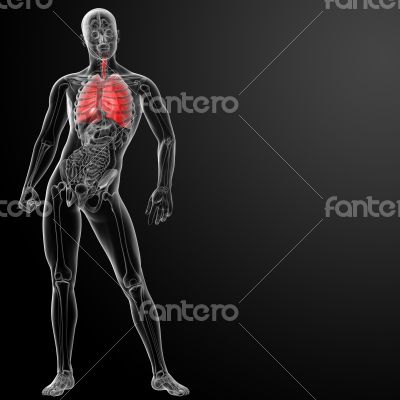 3d rendered illustration of  lung