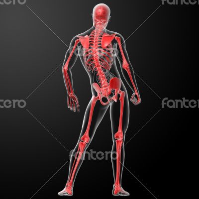 3d render skeleton by X-rays in red