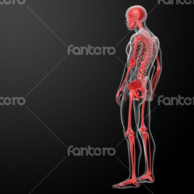 3d render skeleton by X-rays in red