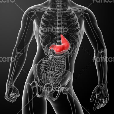 Human digestive system stomach
