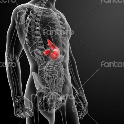Human digestive system stomach Human digestive system stomach