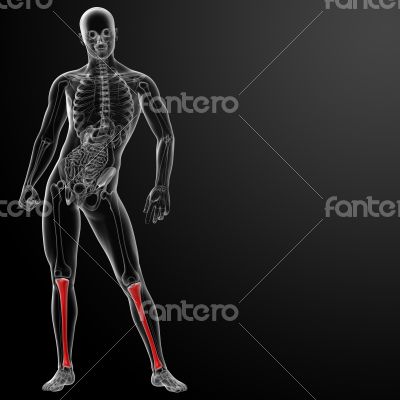 3d render human tibia 