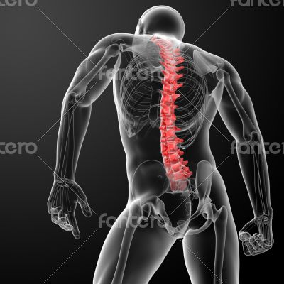 3d render Human Spine Anatomy 