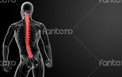 3d render Human Spine Anatomy