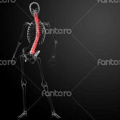 3d render Human Spine Anatomy 