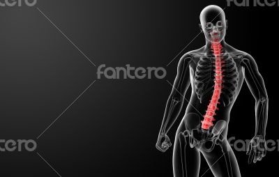 3d render Human Spine Anatomy