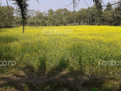 Natural Flower in the field of a village