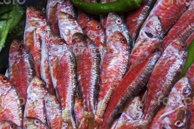 Fresh sea fish on a counter