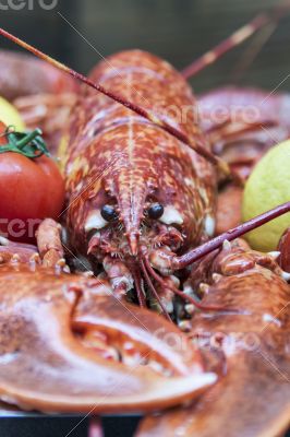 Fresh tiger shrimps on a counter