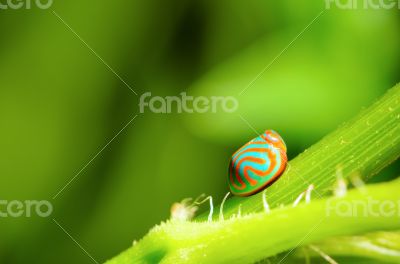 Blue Ladybug with orange stripe
