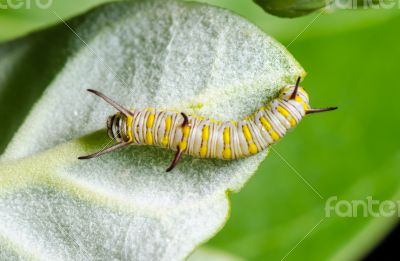 Caterpillar on a Calotropis
