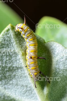 Caterpillar on a Calotropis