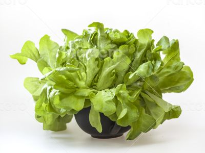 Bunch of fresh green sheet salad