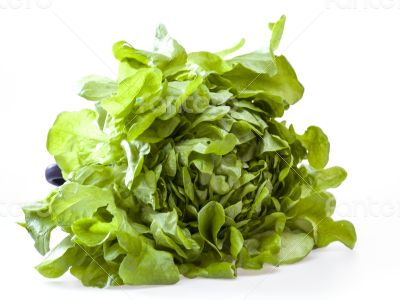 Bunch of fresh green sheet salad