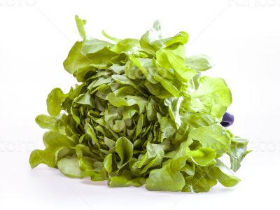 Bunch of fresh green sheet salad