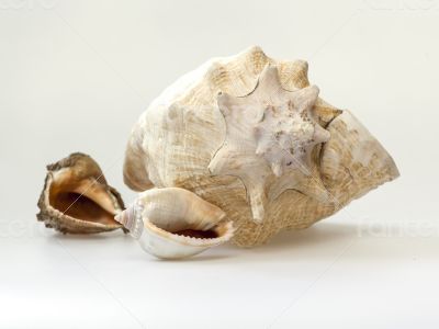 Sea cockleshells of various form