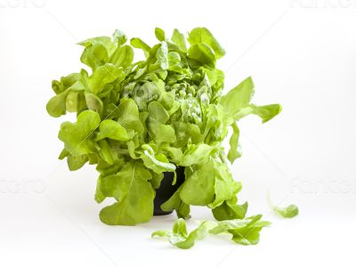 Bunch of fresh green sheet salad