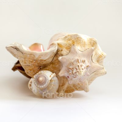 Sea cockleshells of various form